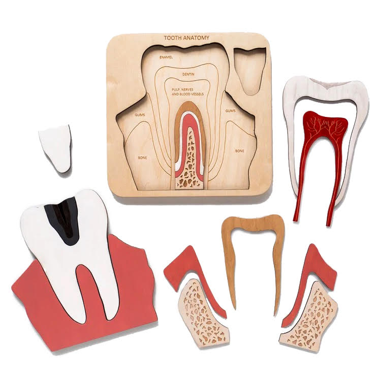 Wooden Tooth Anatomy Puzzle