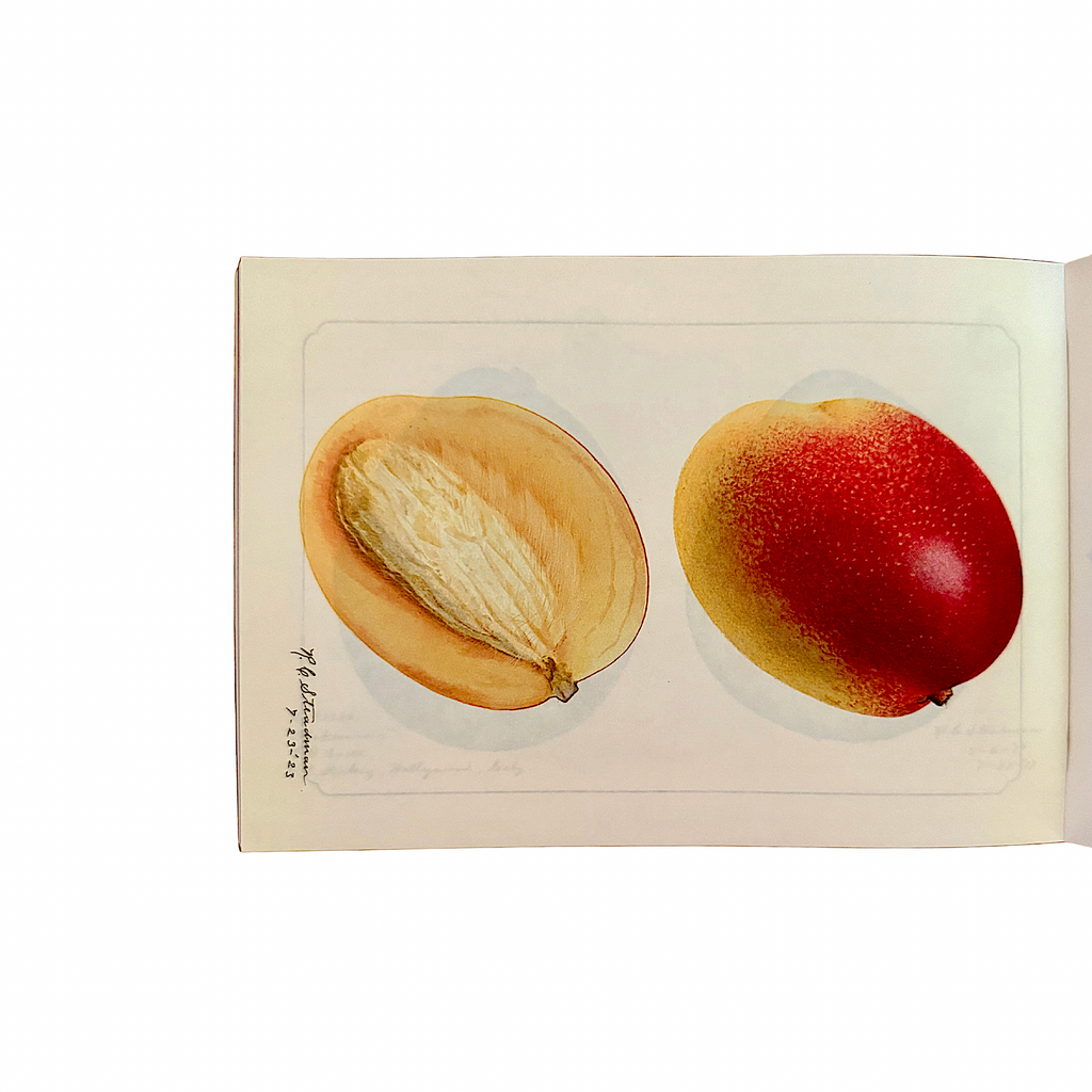 100 Writing and Crafting Papers of Fruit