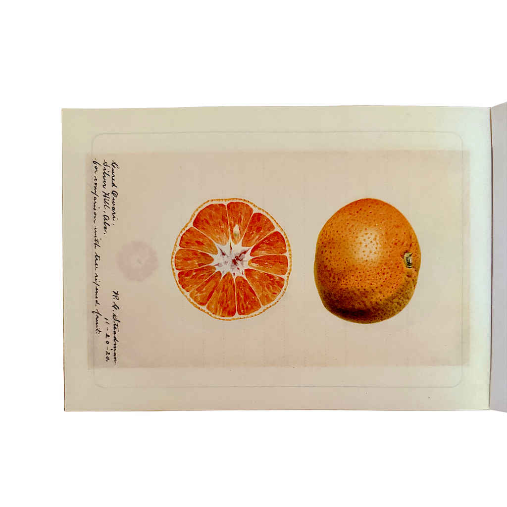 100 Writing and Crafting Papers of Fruit