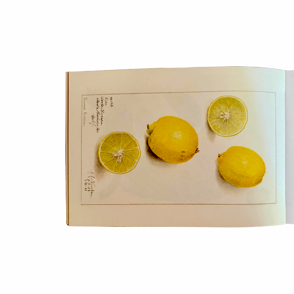 100 Writing and Crafting Papers of Fruit