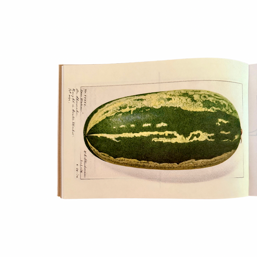 100 Writing and Crafting Papers of Fruit