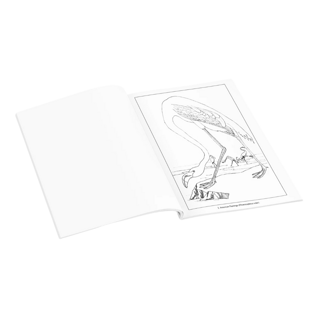 Birds Coloring Book