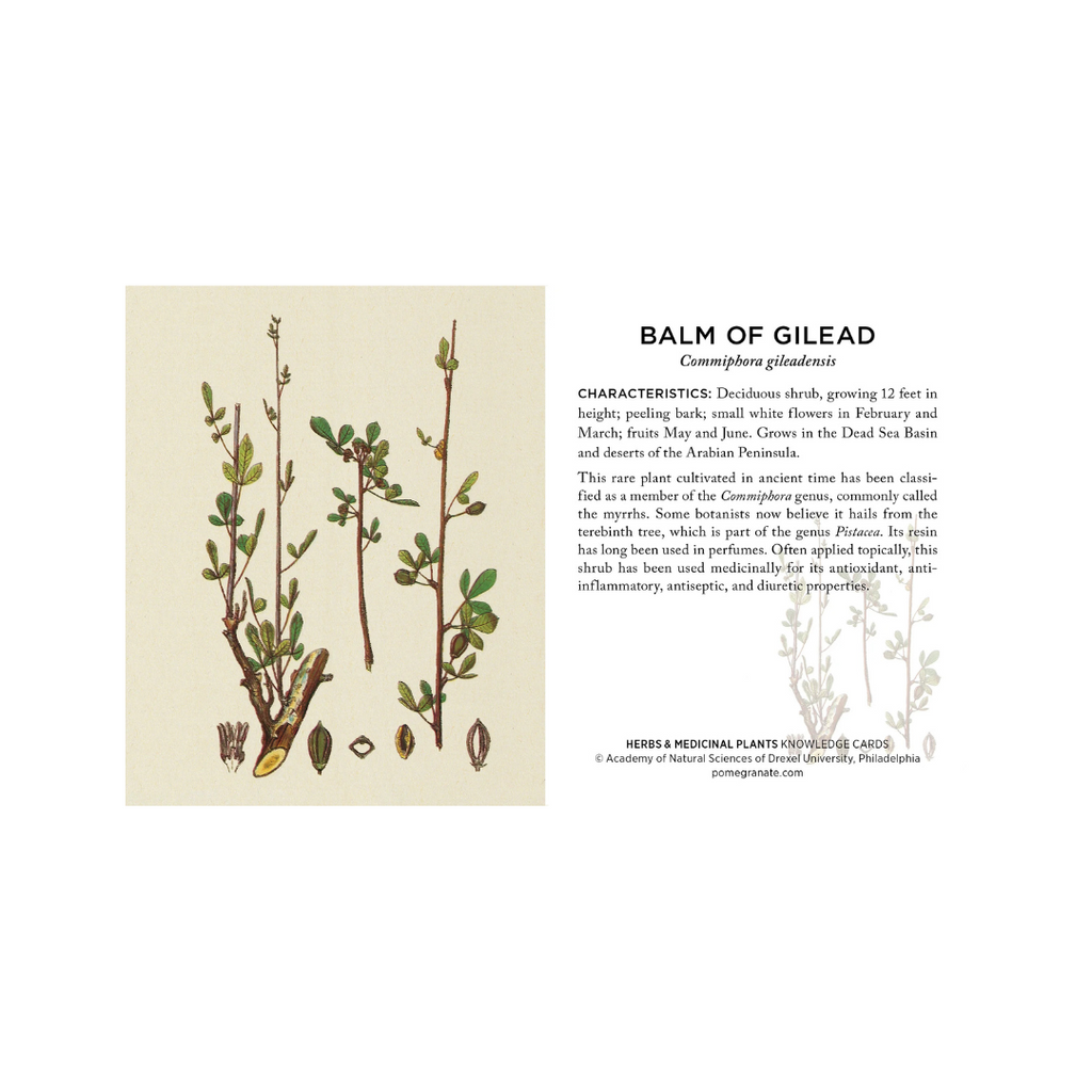 Herbs & Medicinal Plants Knowledge Cards