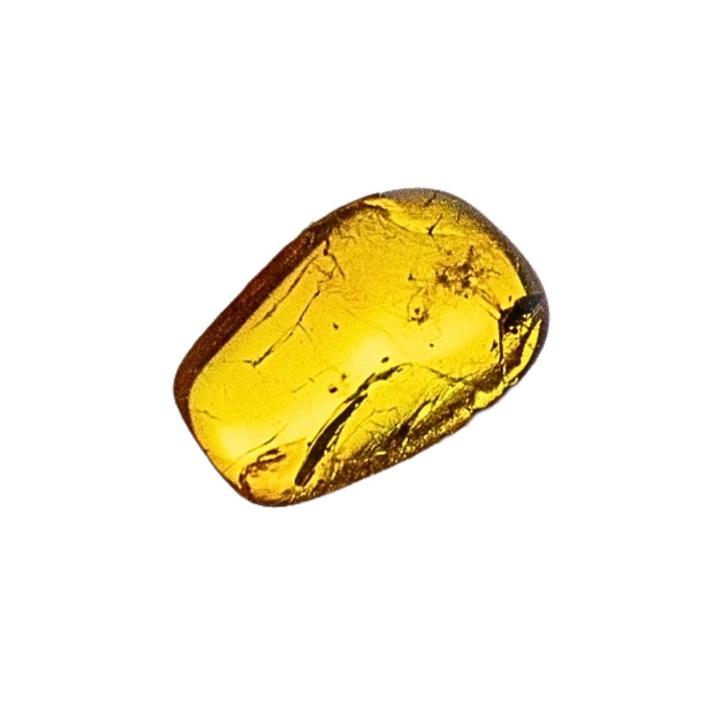Insect Fossilized in Amber