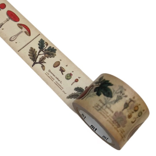 Japanese Masking Tape · Encyclopedia of Plants