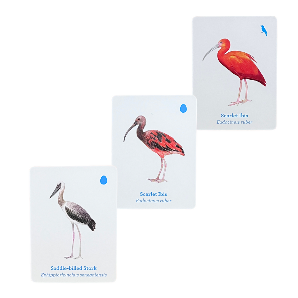 Match a Baby Bird Memory Game