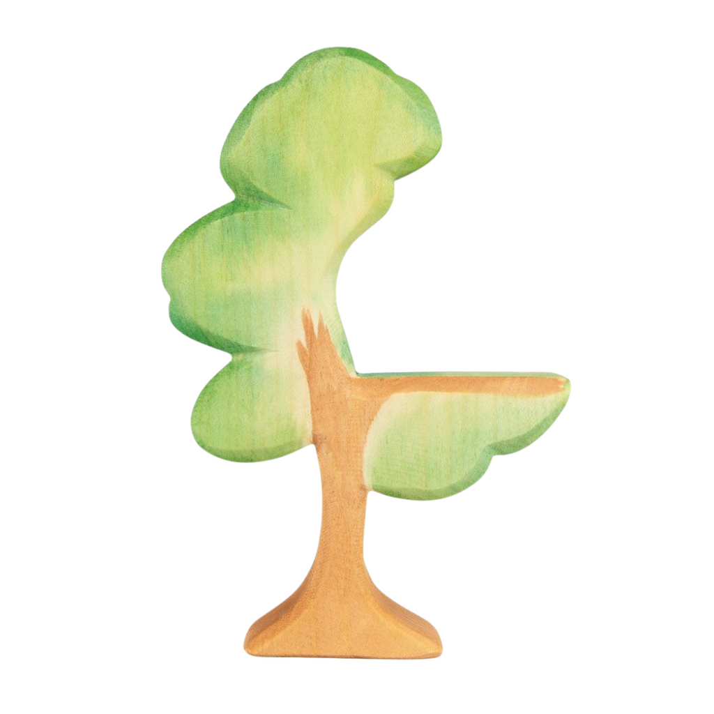 Ostheimer Eucalyptus Tree