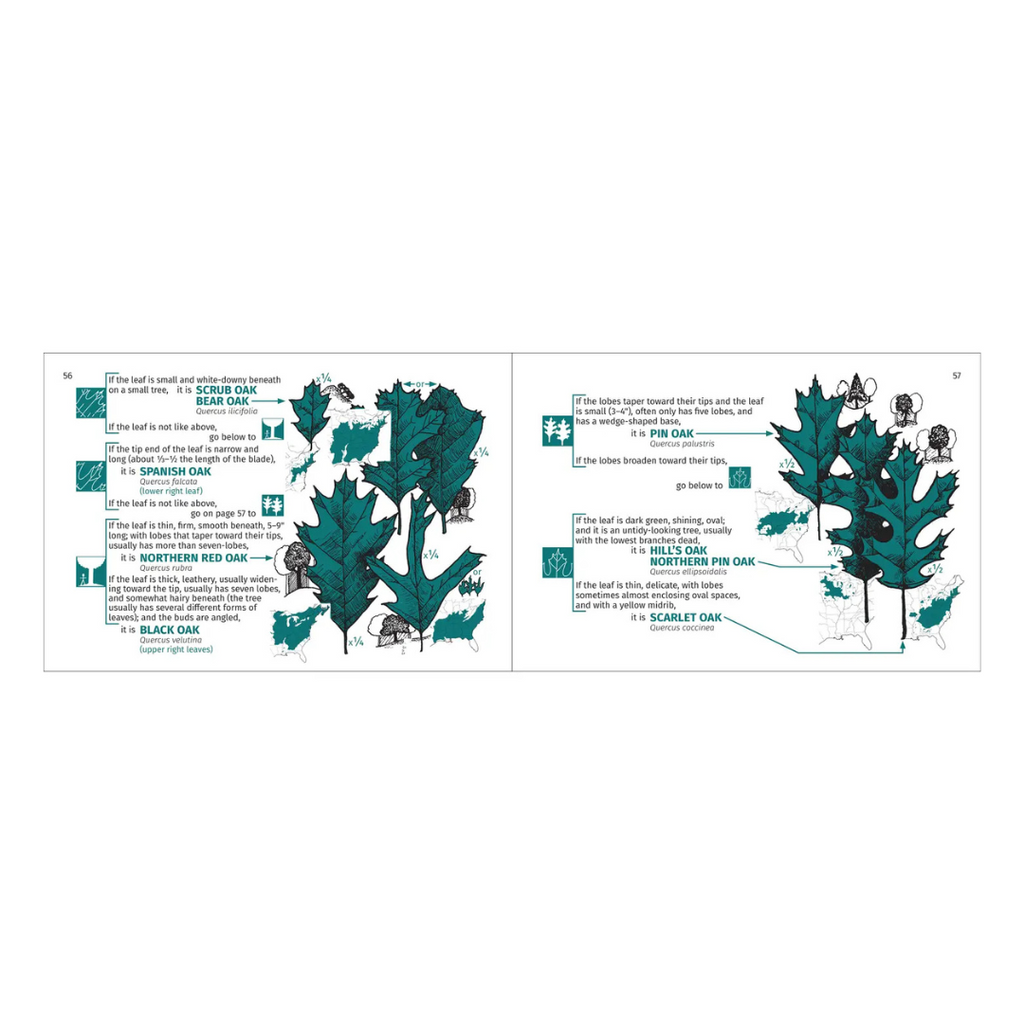 Rocky Mountain Tree Finder · Identifying Trees Of The Rocky Mountains