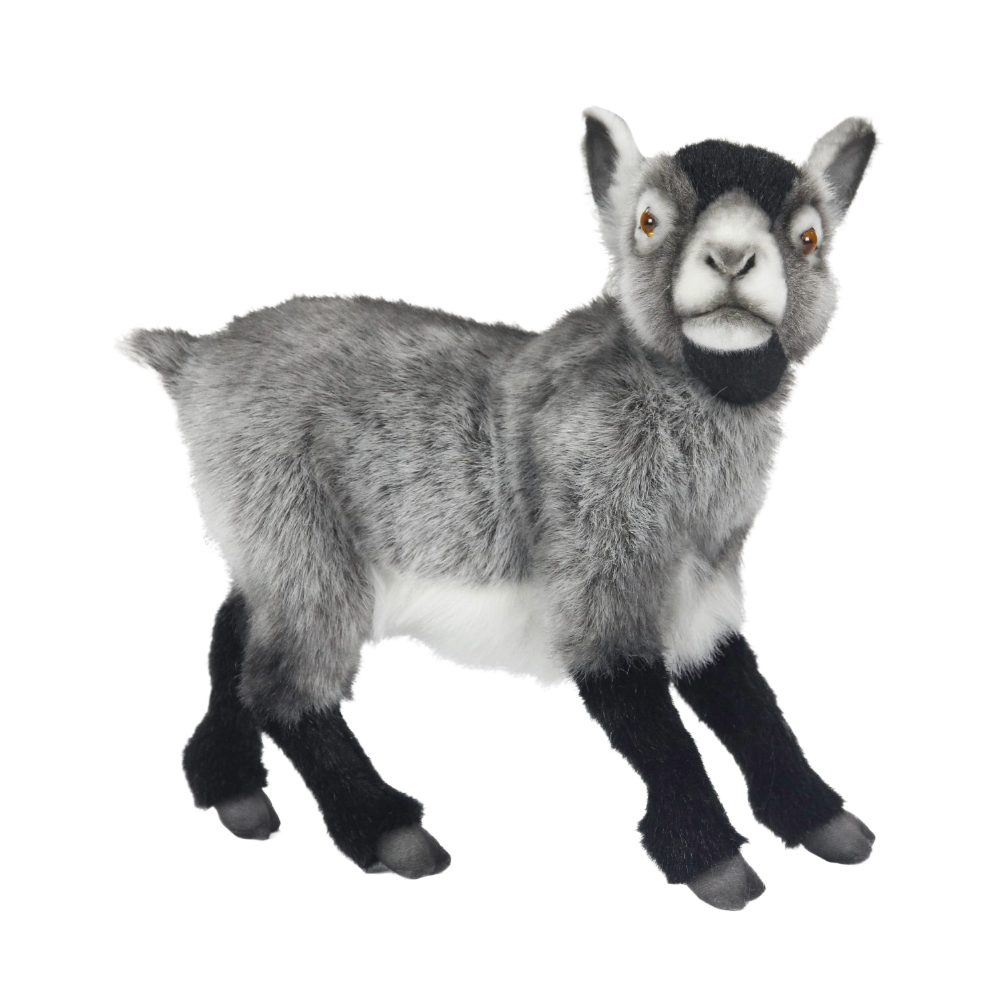 Hansa Dwarf Goat