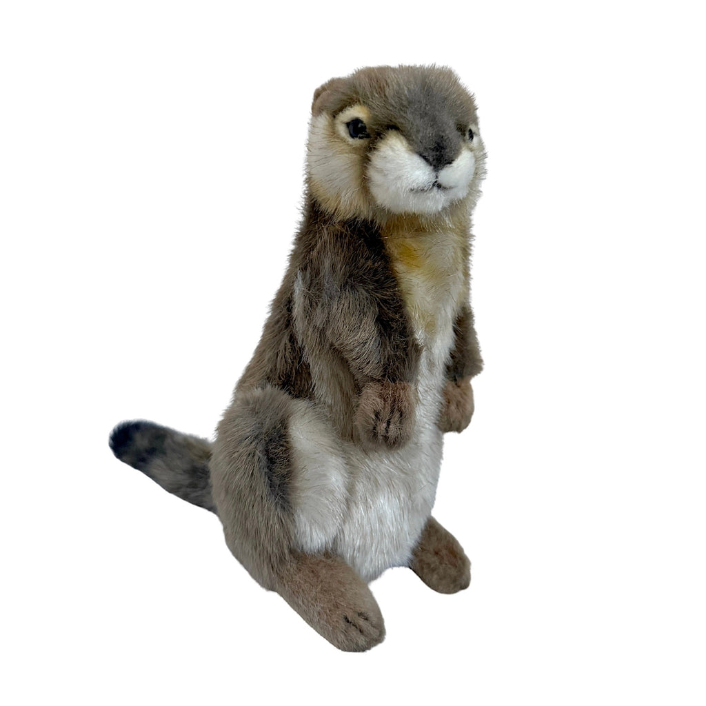 Hansa Squirrel, Ground