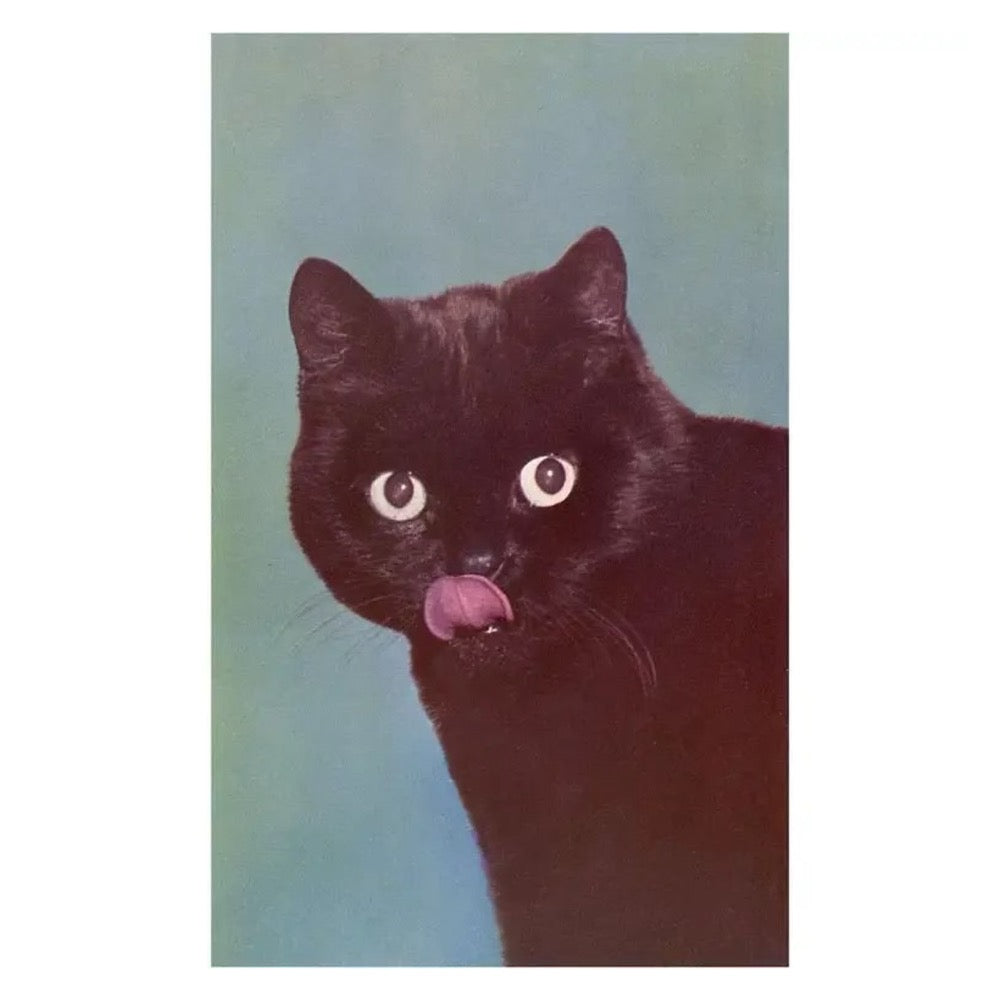 Vintage Black Cat Postcard