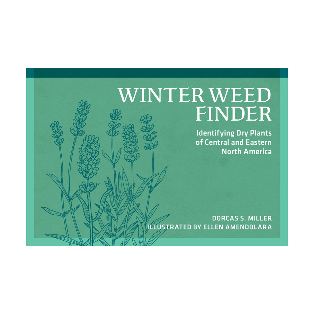 Winter Weed Finder - Identifying Dry Plants of Central and Eastern North America