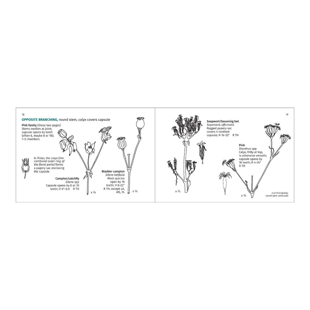 Winter Weed Finder - Identifying Dry Plants of Central and Eastern North America