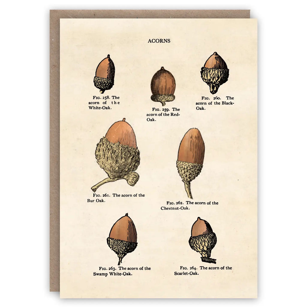 Acorns Greeting Card