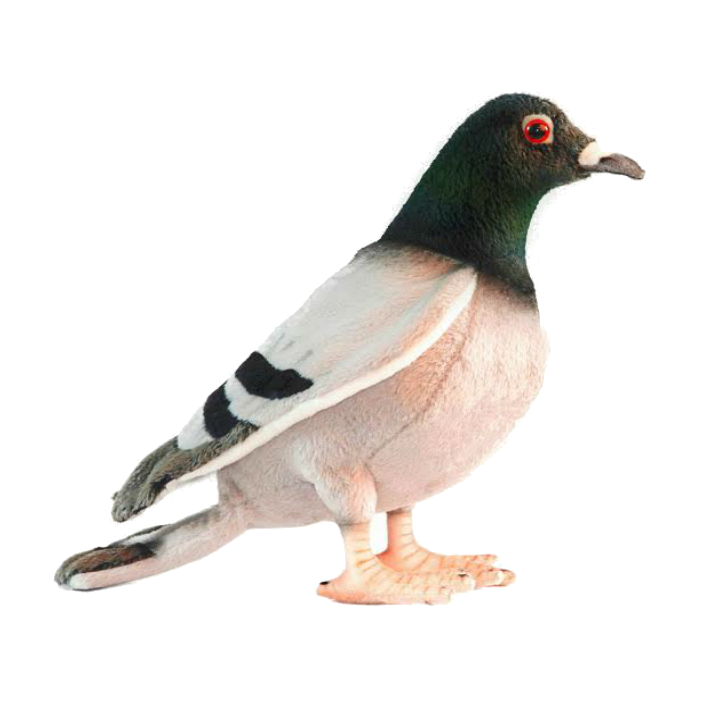 Hansa Pigeon