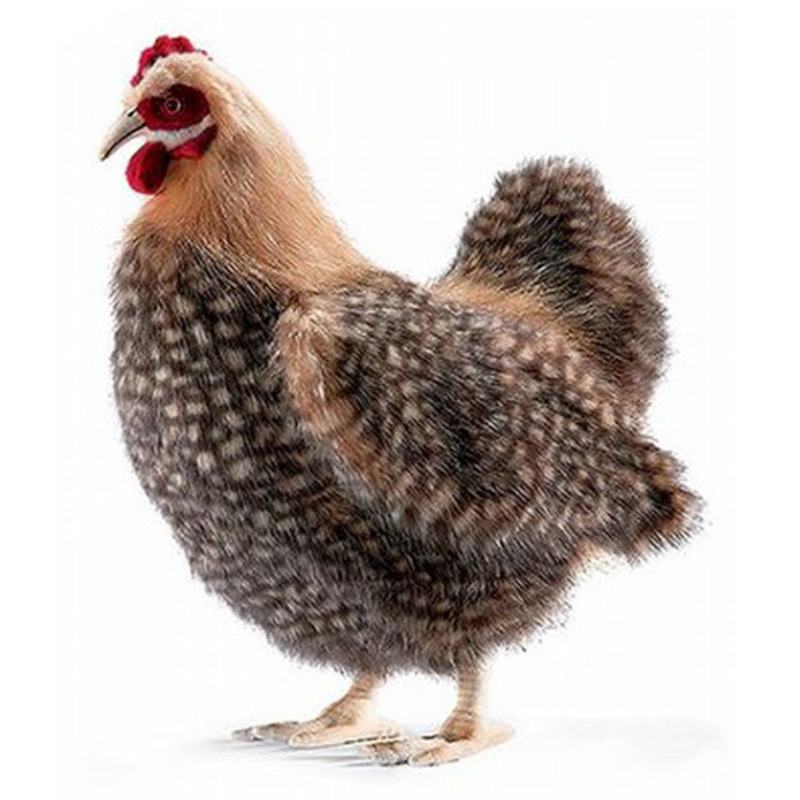 Hansa Brown Hen