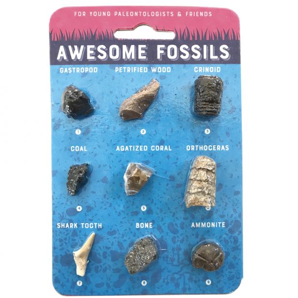 Awesome Fossils of the US