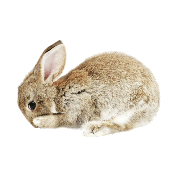 Bunny Wall Sticker 