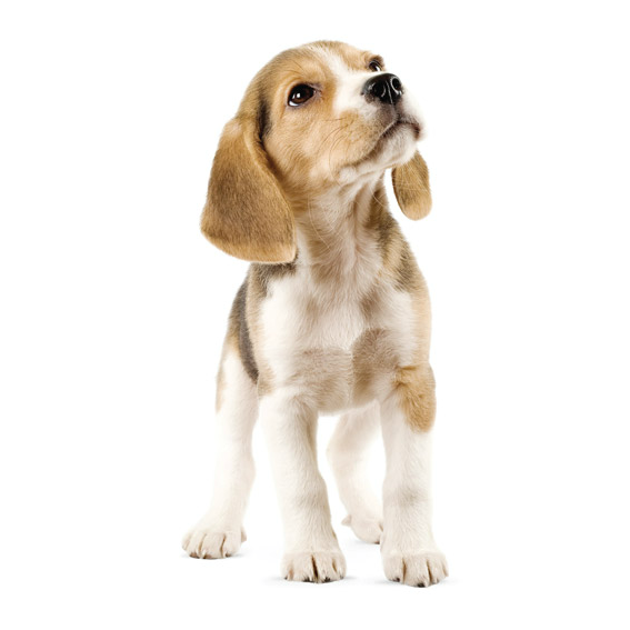 Beagle Wall Sticker 