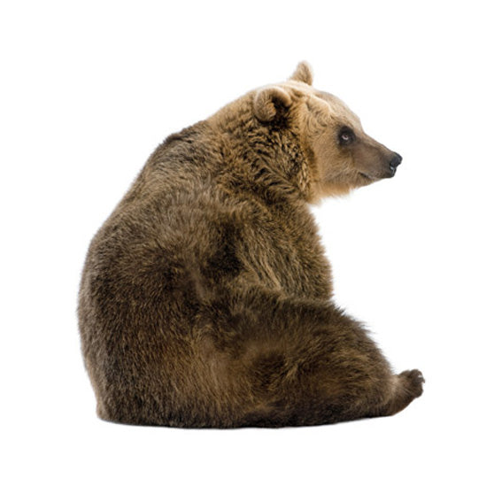 Bear Wall Sticker 