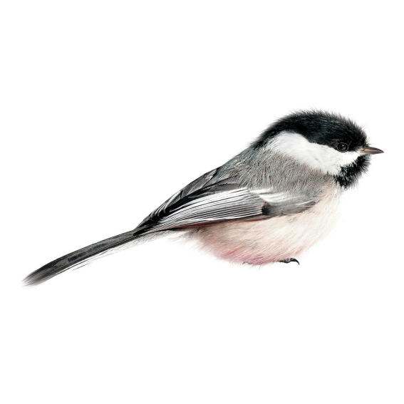 Chickadee Wall Sticker 