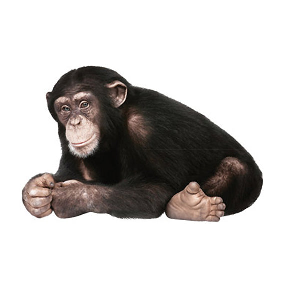 Chimpanzee Wall Sticker 