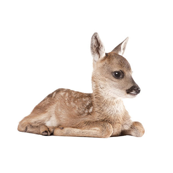 Fawn Wall Sticker 