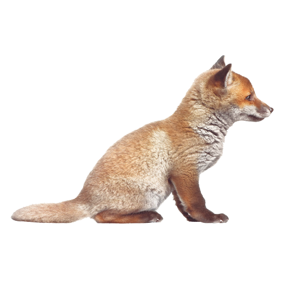 Fox Cub Wall Sticker 