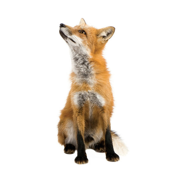 Fox Wall Sticker 