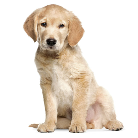 Golden Retriever Sticker 