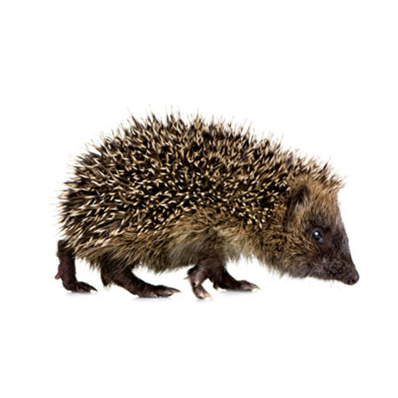 Hedgehog Wall Sticker 