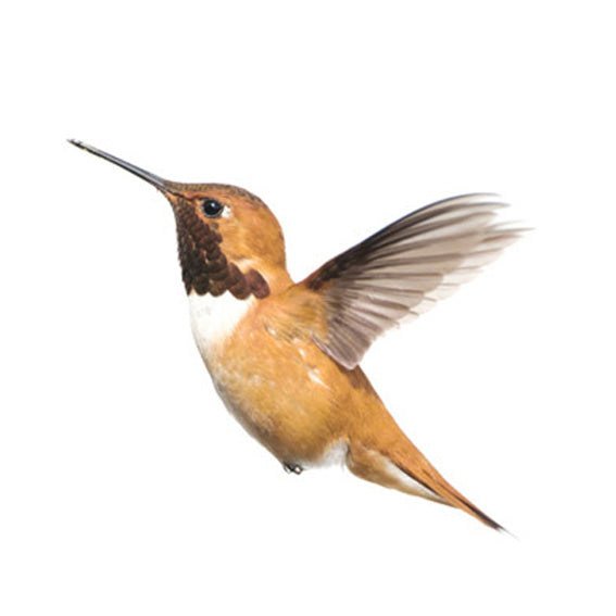 Hummingbird Wall Sticker 