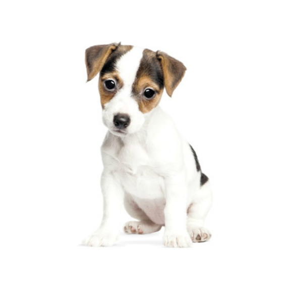 Jack Russell Terrier Wall Sticker 