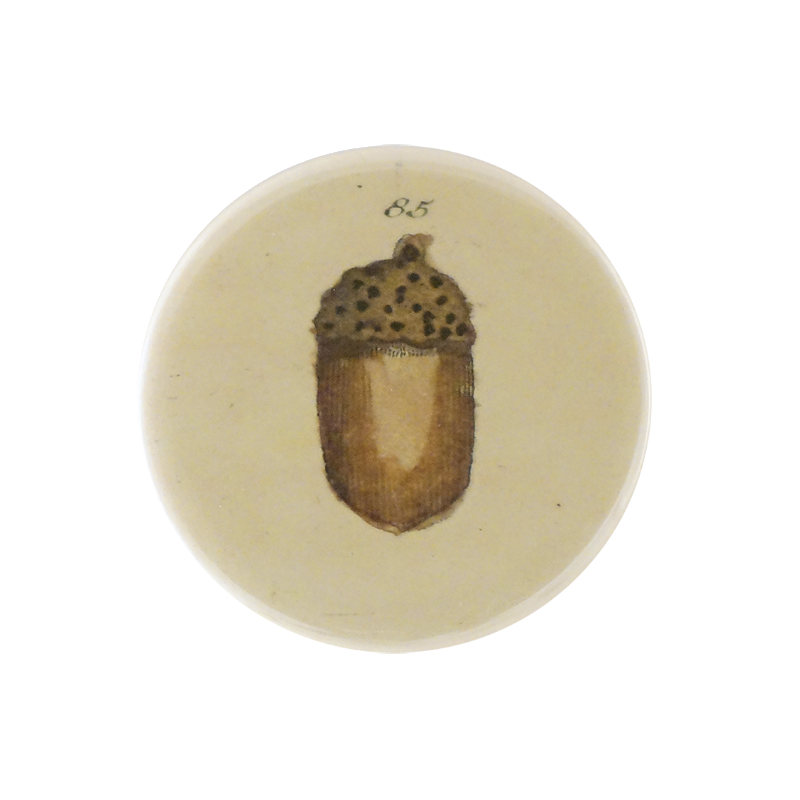John Derian Acorn Magnet