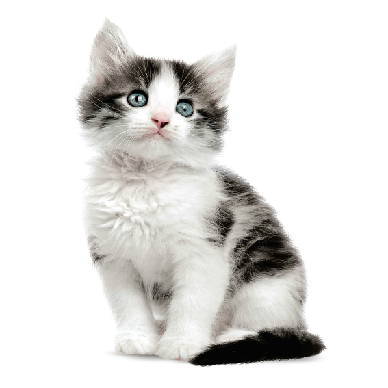 Speckled Kitten Wall Sticker 
