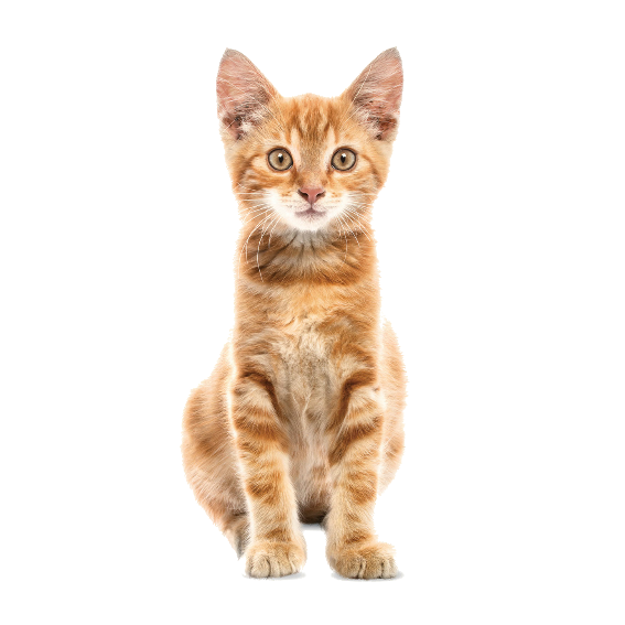 Orange Kitten Wall Sticker 