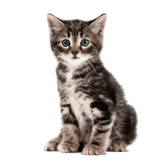 Grey Kitten Wall Sticker 