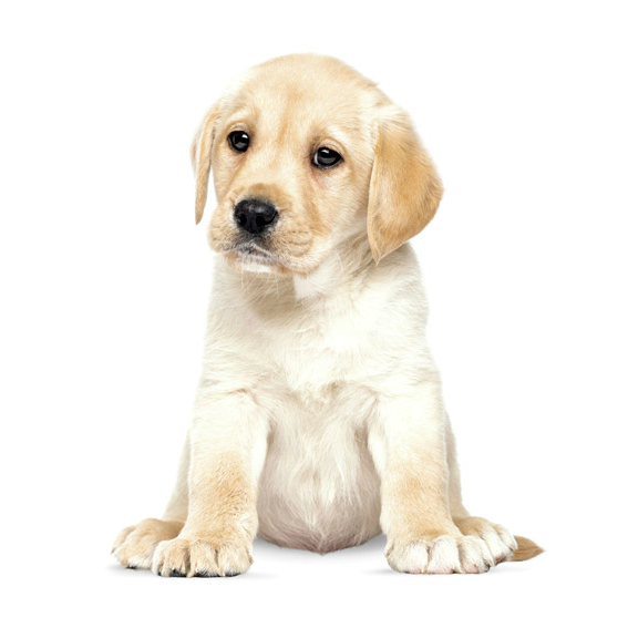 Labrador Wall Sticker 