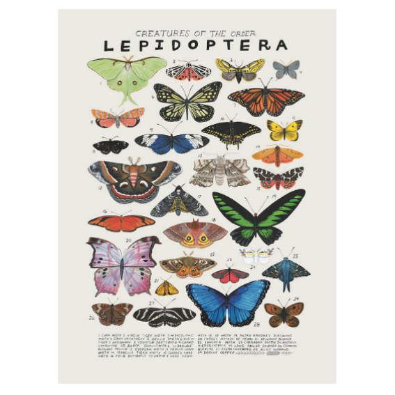 Kelzuki Creatures of the Order Lepidoptera Print 