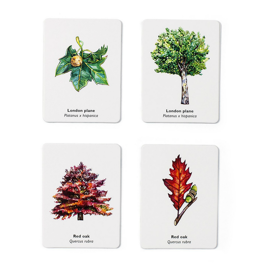 Match A Leaf Memory Game