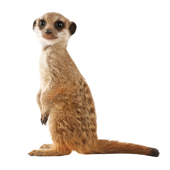 Meerkat Wall Sticker 