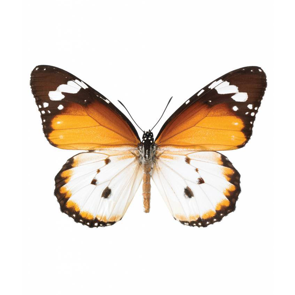 Wall Sticker · Butterfly
