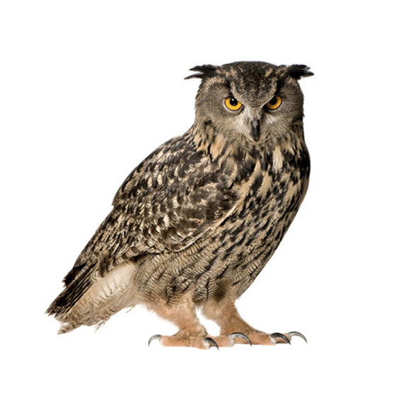 Owl Wall Sticker 