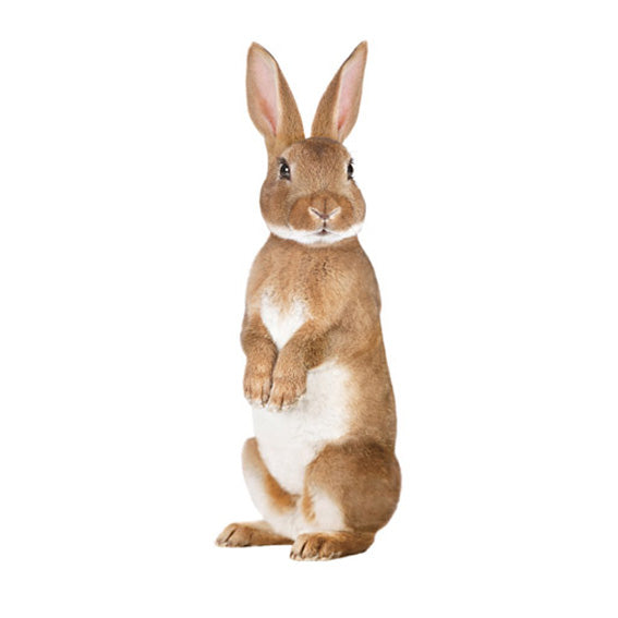 Rabbit Wall Sticker 
