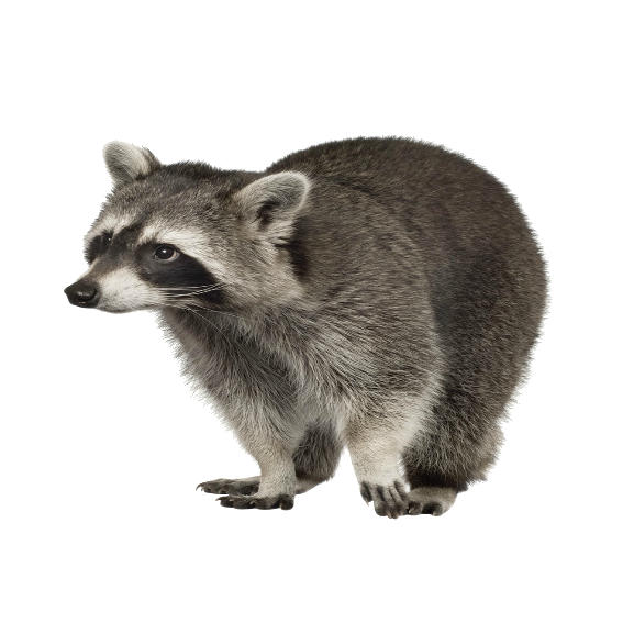Raccoon Wall Sticker 