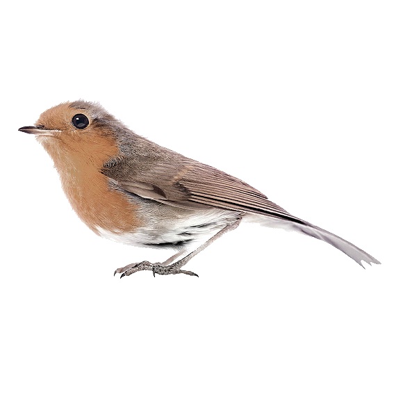 Robin Wall Sticker 