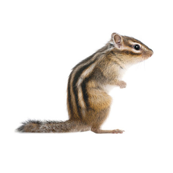 Chipmunk Wall Sticker 