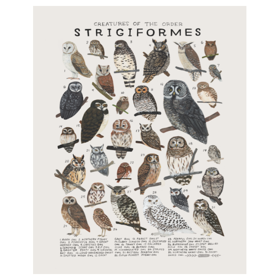 Kelzuki Creatures of the Order Strigiformes Print 