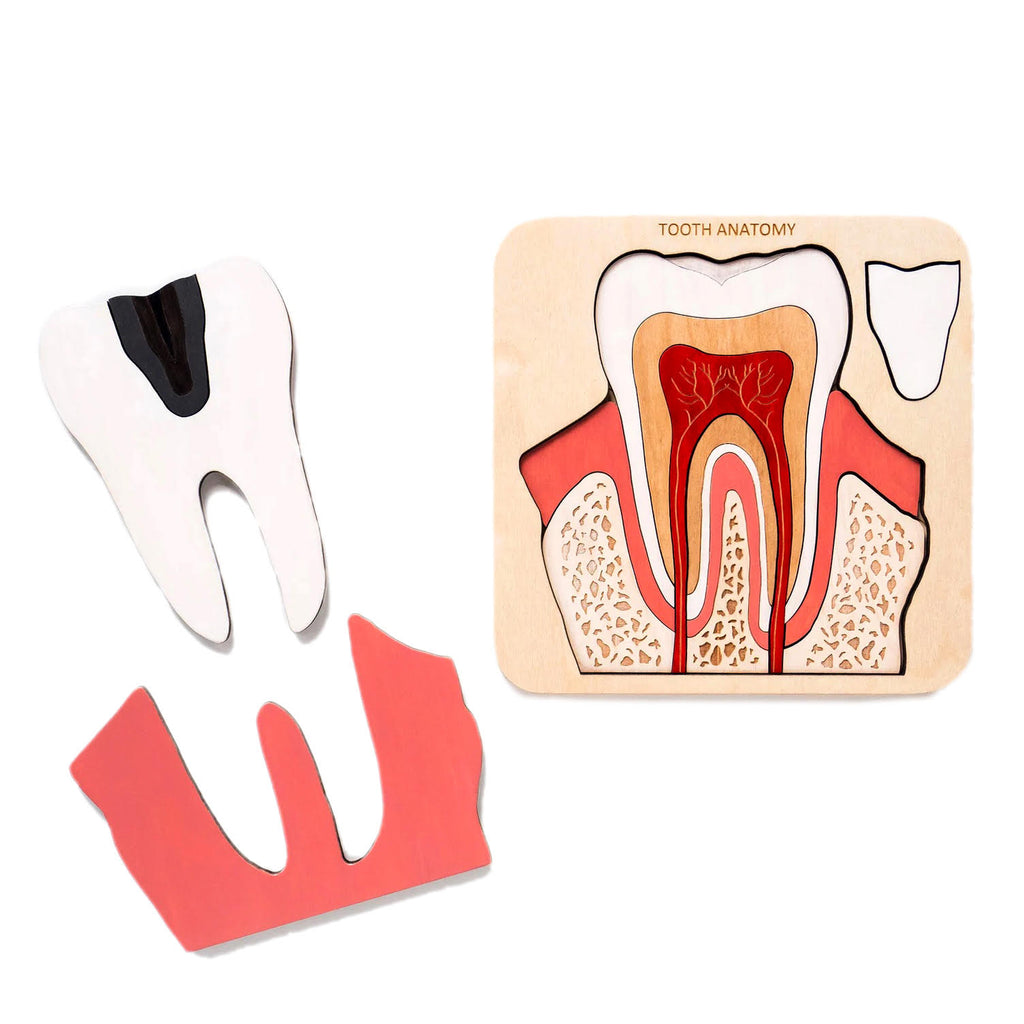 Wooden Tooth Anatomy Puzzle