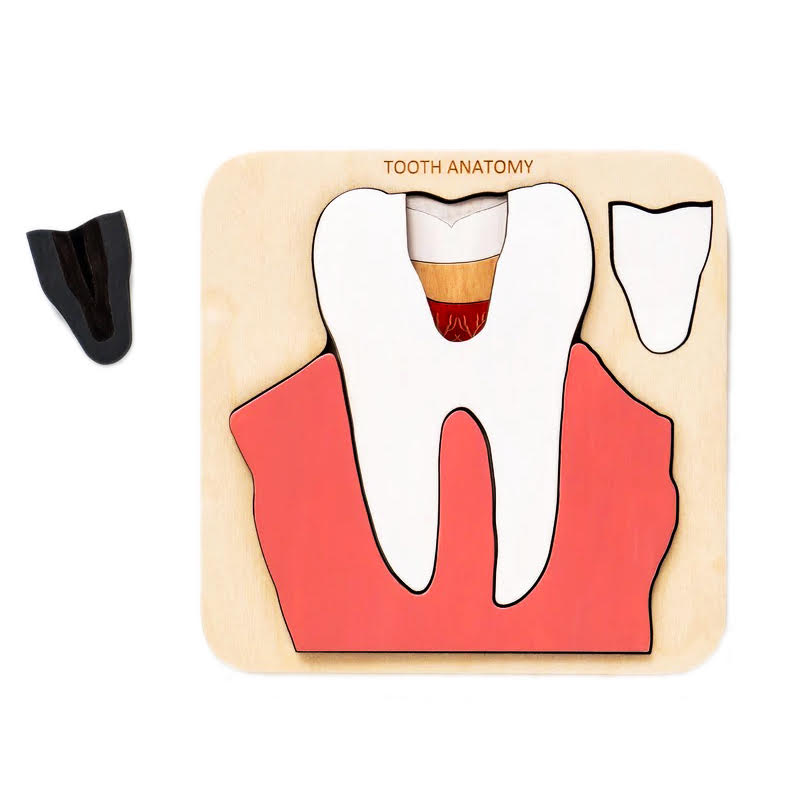 Wooden Tooth Anatomy Puzzle